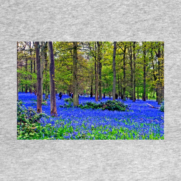 Bluebell Woods Greys Court Oxfordshire England UK by AndyEvansPhotos